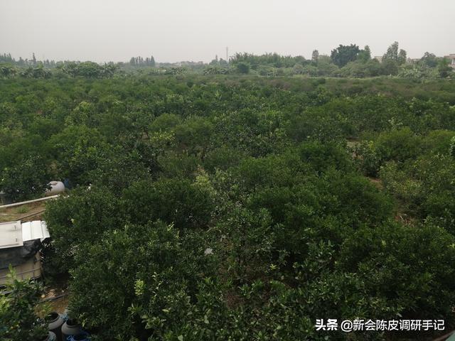 新会陈皮产地深度解读：市场龙蛇混杂，爱好者亲自收柑皮