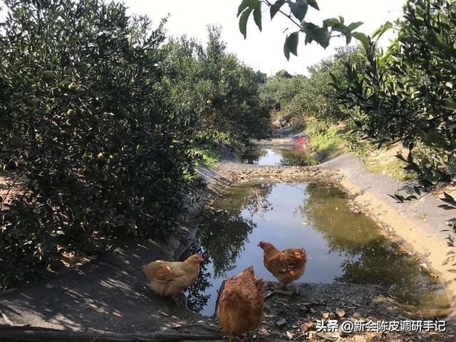 新会陈皮产地深度解读：市场龙蛇混杂，爱好者亲自收柑皮