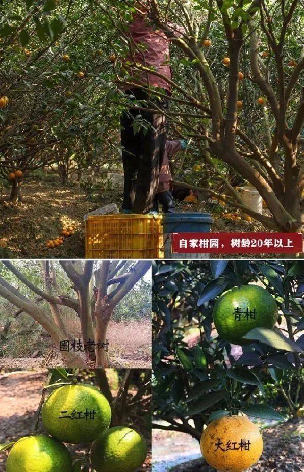 新会陈皮：百年陈皮赛黄金，值得入手吗？