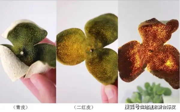 新会陈皮：青皮、二红皮、大红皮的区别你知道吗？