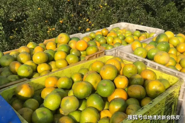 新会陈皮：青皮、二红皮、大红皮的区别你知道吗？