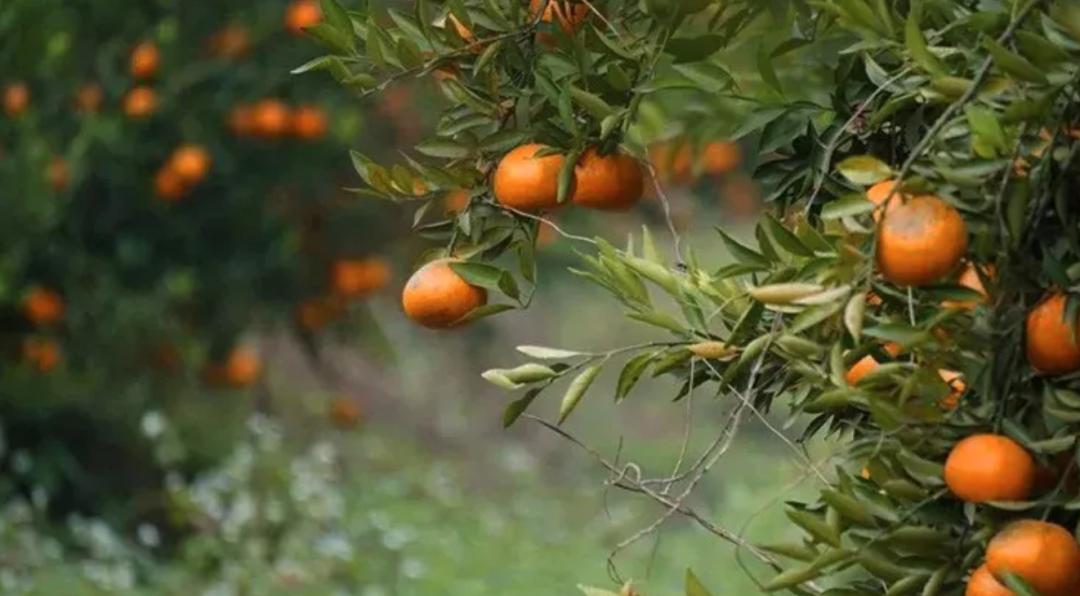 陈皮花生：广东人私藏宝藏茶点，林郑月娥带货出圈，你吃过吗？