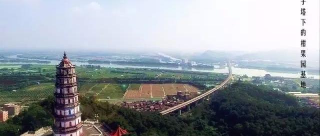 西甲小青柑：新会柑的独特魅力与产地特色