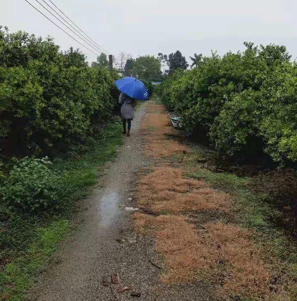 新会陈皮和柑普茶的故事：有趣有料，还有健康功效