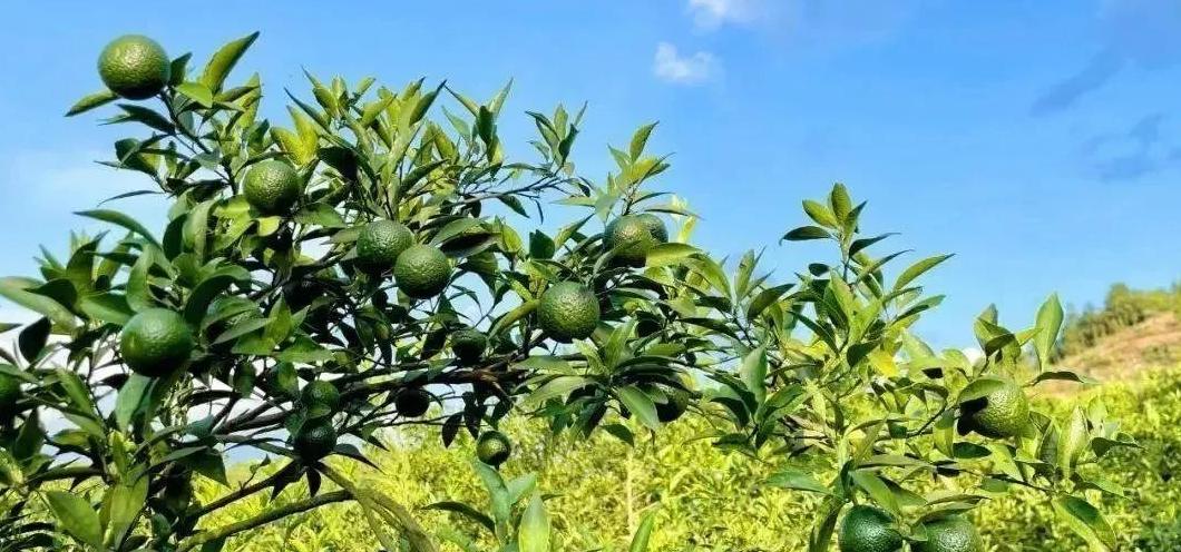 橘子皮与陈皮的区别：功效、作用及正确使用方法全解析