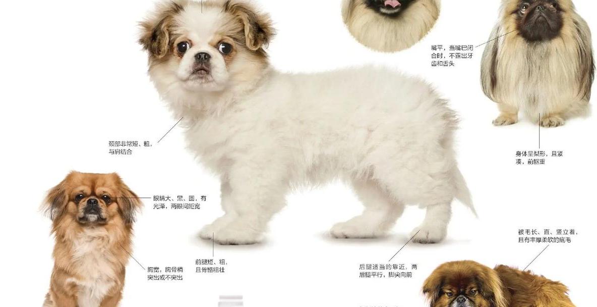 如何辨别纯种京巴狗及其特征：毛发、尾巴、鼻子和体重的详细指南