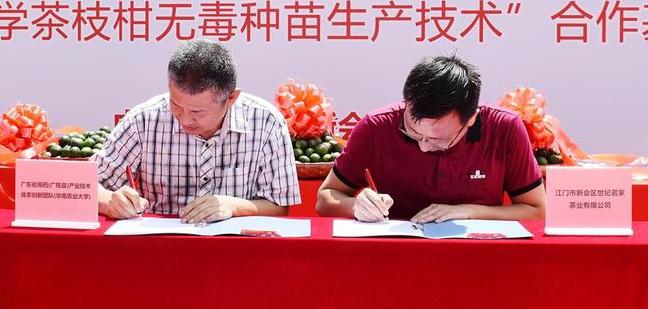 世纪茗家近二十年专注新会陈皮 教你辨真假好坏