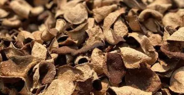 陈皮哪里的产地最好最正宗？答案你知道吗？广东新会陈皮优势尽显