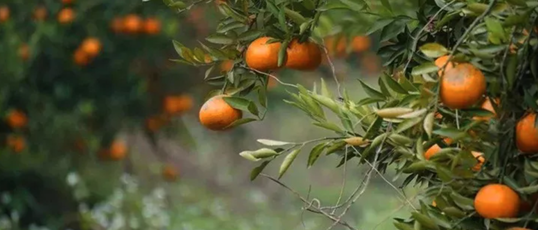 童年回忆中的美味：汉华唐家陈皮花生，找回小时候的味道