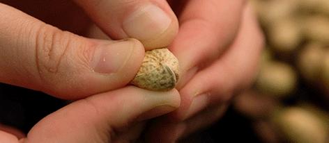 童年回忆中的美味：汉华唐家陈皮花生，找回小时候的味道