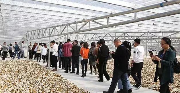 新会陈皮收藏文化节成功举办，陈皮产业年产值预计超60亿元