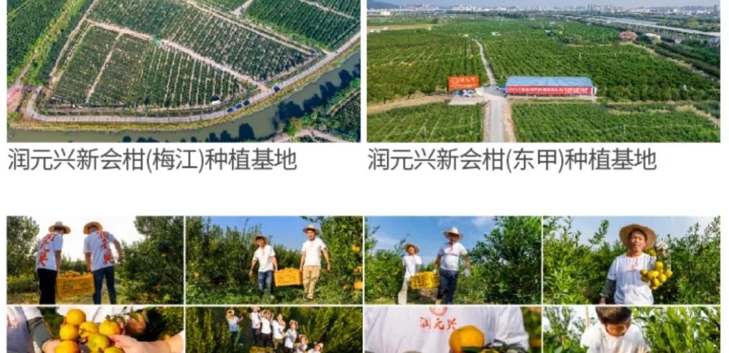 润元兴集团深耕新会核心产区，打造梅江大红与东甲贡皮陈皮文化