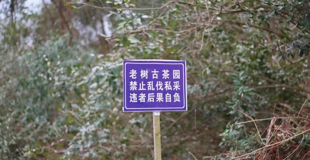 老白茶：一年茶、三年药、七年宝，福建老辈人的养生秘诀