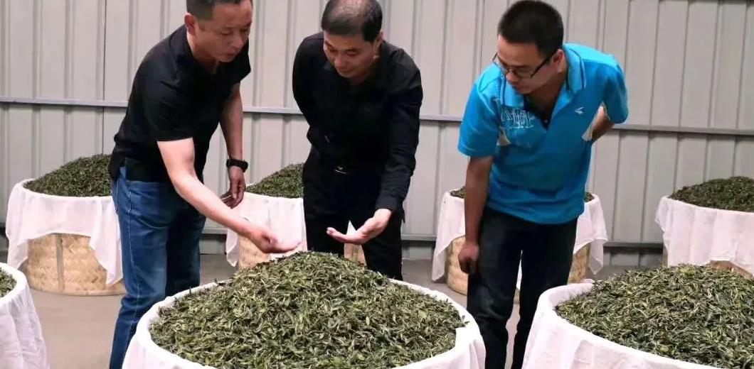 老白茶：一年茶、三年药、七年宝，福建老辈人的养生秘诀