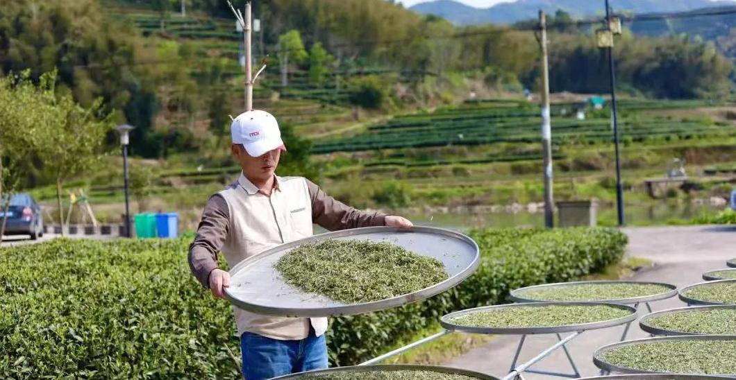 老白茶：一年茶、三年药、七年宝，福建老辈人的养生秘诀