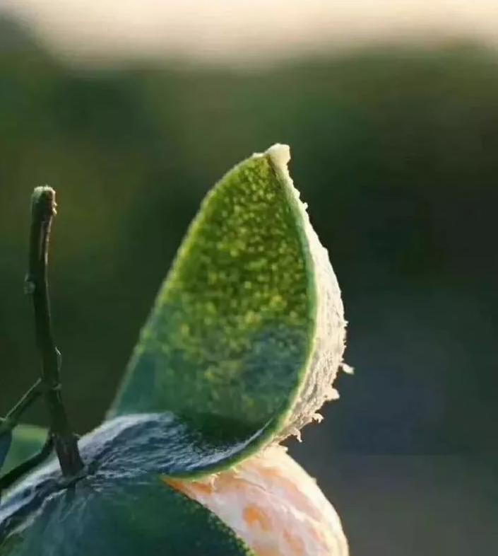 新会陈皮采摘季节指南：青皮、二红皮、大红皮的成熟期与特点
