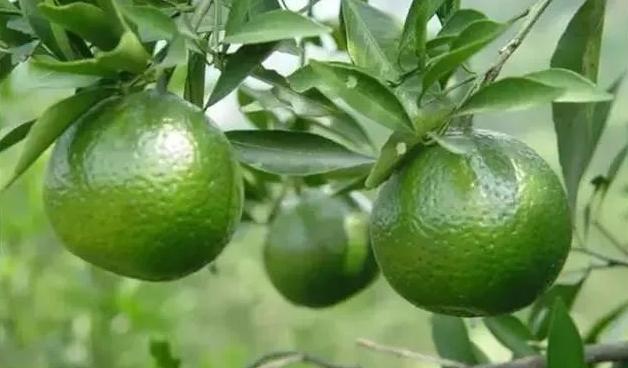 新会陈皮采摘季节指南：青皮、二红皮、大红皮的成熟期与特点