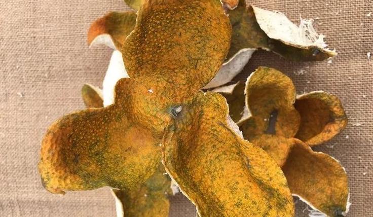 新会陈皮采摘季节指南：青皮、二红皮、大红皮的成熟期与特点