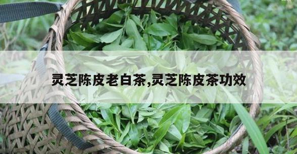 陈皮老白茶功效与作用详解：护齿明目、提神醒脑、开胃消食