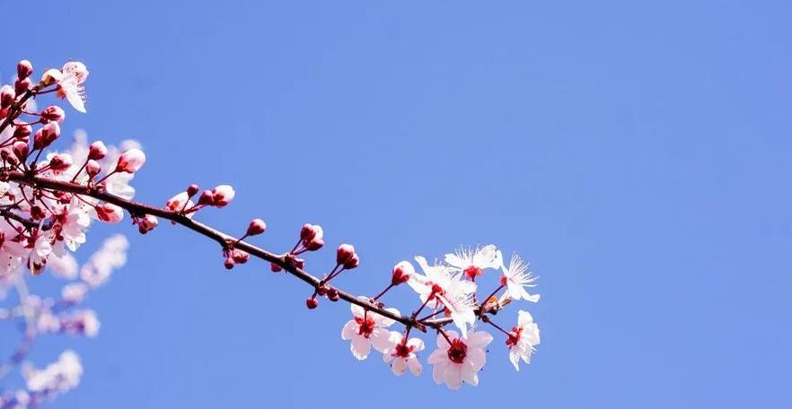 陈皮瘦肉汤 春天养肝指南：佛山市中医院专家分享养肝关键技巧与注意事项