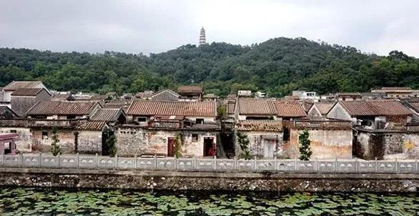 正宗新会陈皮产地揭秘：熊子塔周边茶枝柑的独特魅力与历史传承