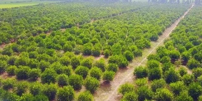 3·15消费者权益日：揭秘柑普茶行业陷阱，丽宫食品如何严格把关产品质量