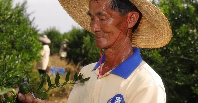 3·15消费者权益日：揭秘柑普茶行业陷阱，丽宫食品如何严格把关产品质量